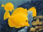 Yellow Tangs