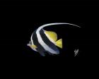 Bannerfish