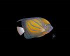 Blue Ring Angelfish