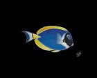 Powder Blue Tang