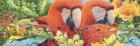 Scarlet Macaws