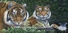 Sumatran Tigers