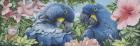 Blue Macaws