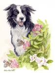 Border Collie With Flowers Butterflies