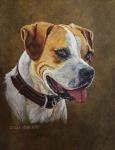 Dog 1 Buddy Boxer