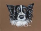 Gunner Border Collie