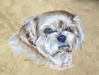 Teddy The Shih Tzu Dog