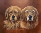 Golden Retrievers