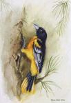 Oriole