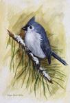 Tuffed Titmouse