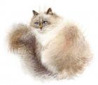 Fluffy Siberian