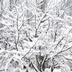 Snow Filled Branches