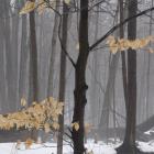 Winter Forest