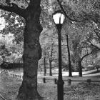 A Light in Central Park