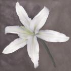 White Lily