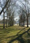 Branch Shadows