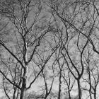 January Branches I