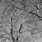 January Branches II