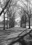 Branch Shadows (b/w)