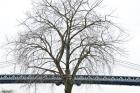 Manhattan Bridge Span with Tree