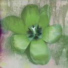 Tulip Fresco (green)