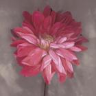 Pink Zinnia