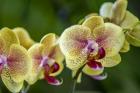 Exotic Orchid 01