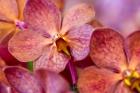 Exotic Orchid 05