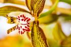 Exotic Orchid 10
