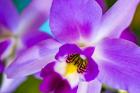 Exotic Orchid 11