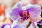 Orchid Vibrancy 5