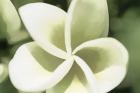 Sketchy Frangipani Flower 5