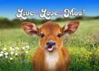 Live Love Moo