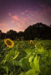 Sherbet Sunflowers