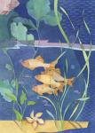 Aquarium II