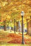 Lamp Post And Leaves