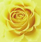 Yellow Rose