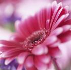 Pink Daisy