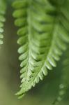 Fern