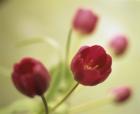 Red Tulips