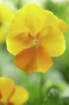 Yellow Pansy