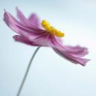 Lilac Petals II