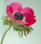 Pink Anemone