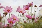 Field of Pink