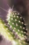 Prickly