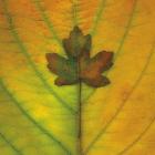 Leaf Inset