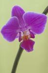 Orchid