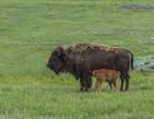 Baby Bison Nursing