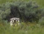 Badger Peek a Boo