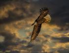 Bald Eagle at Sunset